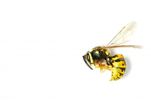Eine tote Wespe - davon gibt es immer mehr. Foto: D.Pietra - stock.adobe