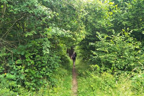 „Viriditas“, die „Grünkraft“ aus den Schriften von Hildegard von Bingen, wird beim Wandern richtig spürbar. Foto: Simone Viel