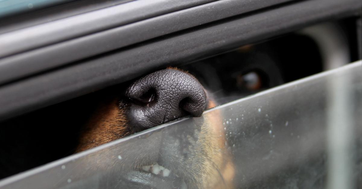 Hund stirbt bei Hitze im Auto – Besitzer war Shoppen