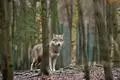 Wie mit dem Wolf umgehen? Das Thema erhitzt nicht nur in Rheinland-Pfalz viele Gemüter. (Archivfoto)