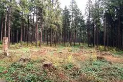 An dieser Stelle soll sich in einem Jahr der neue Aussichtsturm auf der Herchenhainer Höhe erheben. Eine Spendenkampagne soll mit dazu beitragen.