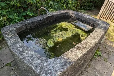 Eine andere Wasserstelle auf dem Wiesbadener Südfriedhof ist mit Algen belegt. Darauf tummeln sich Insekten. 