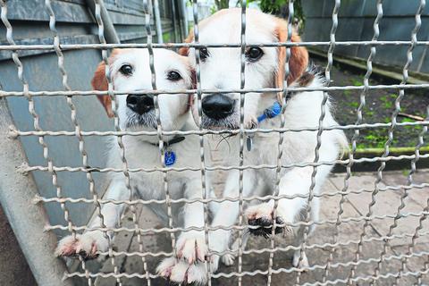 Hunde aus dem Tierheim sind in Wiesbaden nun von der Hundesteuer befreit.