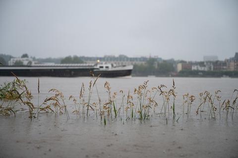 Ein Schiff fährt hinter überfluteten Gräsern auf dem Rhein bei Wiesbaden.  Foto: Sebastian Gollnow/dpa