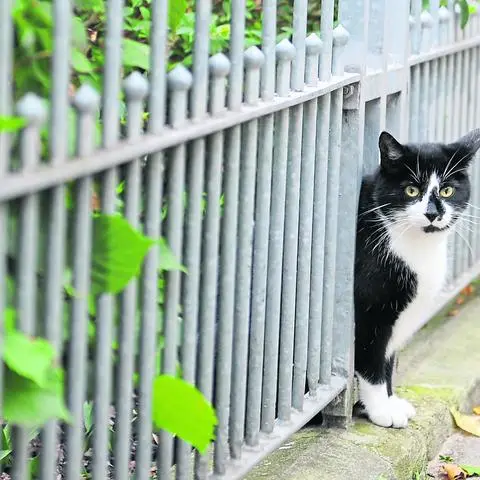 Ludwigshafen und Worms haben es bereits vorgemacht. Auch in Mannheim sollen die Halter sogenannter Freigängerkatzen zukünftig in die Pflicht genommen werden, damit es weniger Streunerkatzen im Stadtgebiet gibt.               