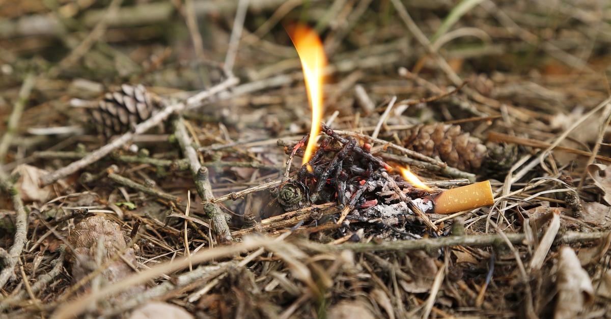 Hohe Waldbrandgefahr in Rheinhessen: Darauf sollten Waldbesucher achten
