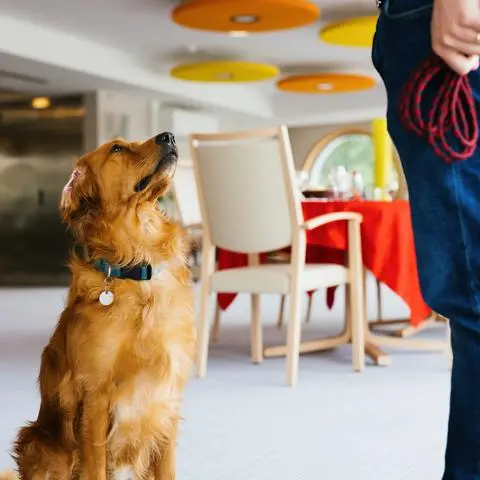 "Pokaa" ist laut seiner Hundeführerin der erste in Frankreich eingesetzte Covid-Suchhund.