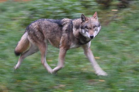 Auch im Hunsrück wurde im Mai ein Wolf gesichtet. Ein DNA-Test des Frankfurter Senckenberg-Instituts ergab, dass es sich bei dem Tier, das in der Nacht zum 1. Mai in der Verbandsgemeinde Kastellaun ein Schaf gerissen hat, zweifelsfrei um einen Wolf handelt. Symbolfoto:  Carsten Rehder/dpa