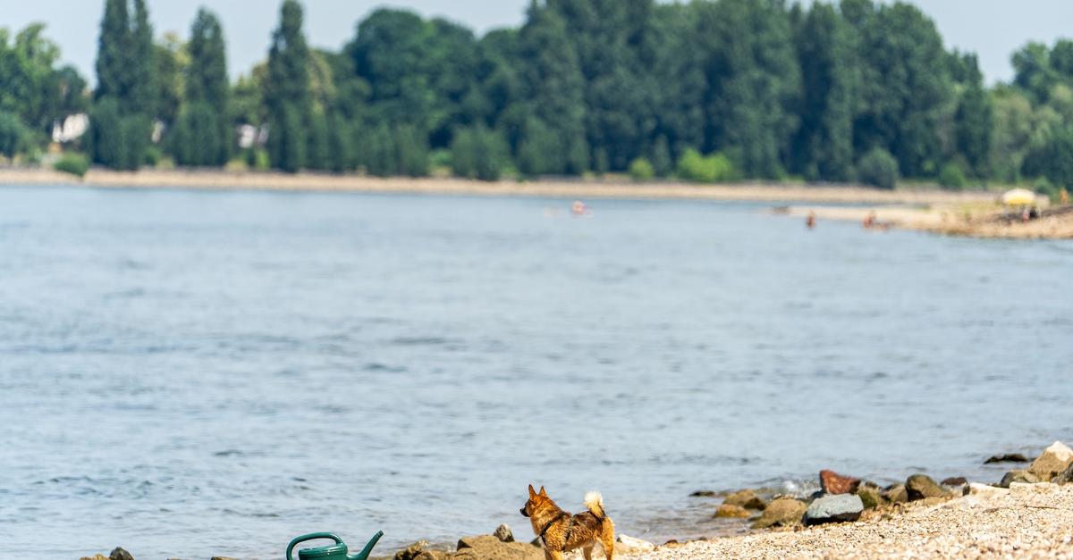 Groß-Gerau district: Three bodies recovered from the Rhine - | they are ...