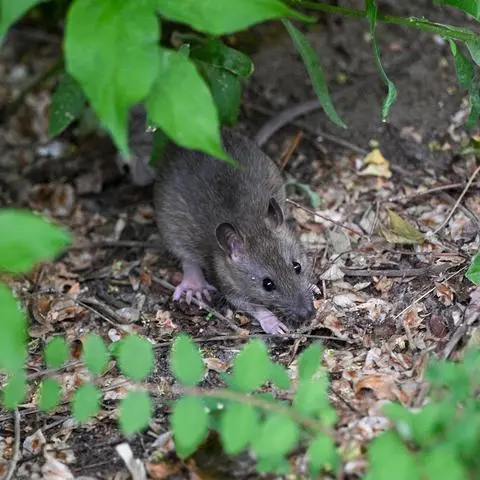 Viele Menschen haben Angst vor Ratten. (Archivbild)