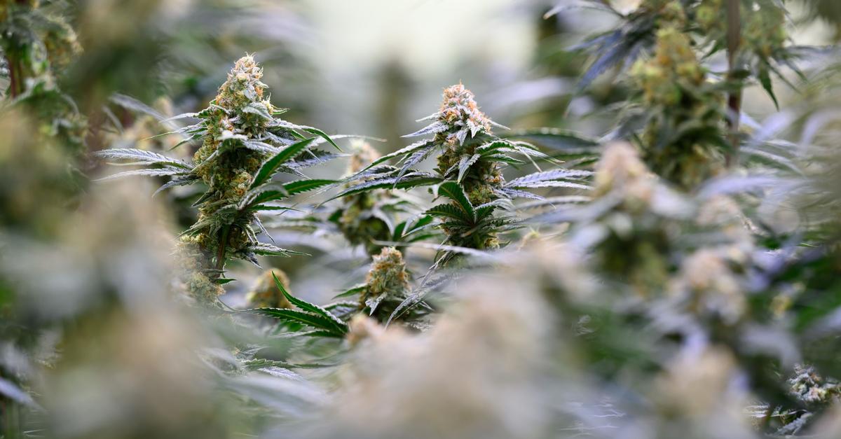 Bloomwell in an interview: How dangerous is medical cannabis ...