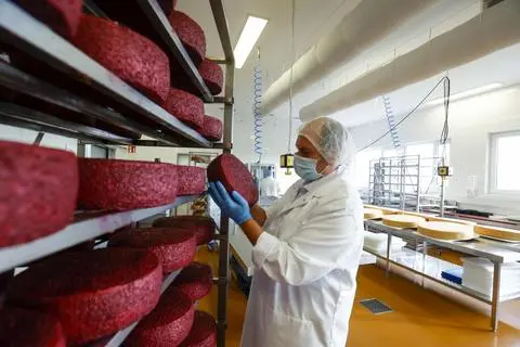 Benjamin Wolf prüft in Lengfeld Käselaibe. Foto: Guido Schiek