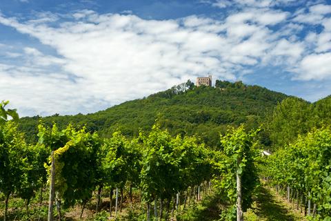Inmitten der Rebenhügel liegt das Hambacher Schloss auf dem Schlossberg. Foto: Ketz/Rheinland Pfalz Tourismus GmbH 