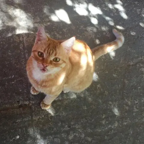 Niedlich, aber: Freilaufende Katzen können mit Krankheiten infiziert sein.