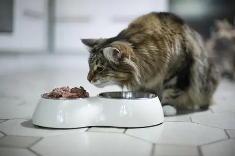 Katze am Futternapf