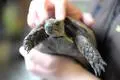 Kein Kuscheltier: Schildkröten wollen am liebsten nicht angefasst werden.