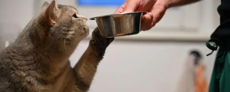 Katzen trinken oft zu wenig: Mehrere Wassernäpfe erhöhen die Trinkbereitschaft.