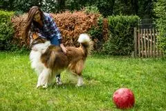 Garten mit Auslauf: hundesicherere Zäune und Hecken schützen vor ungewollten Ausflügen – und ermöglichen dem Tier freie Bewegung ohne Leine.